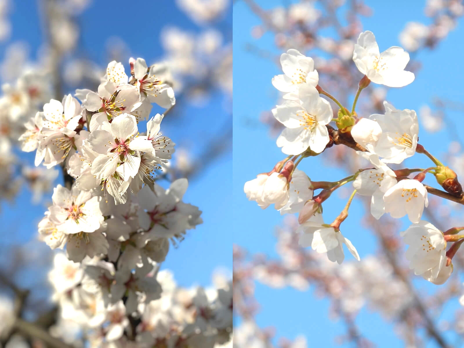 桜とアーモンドの花