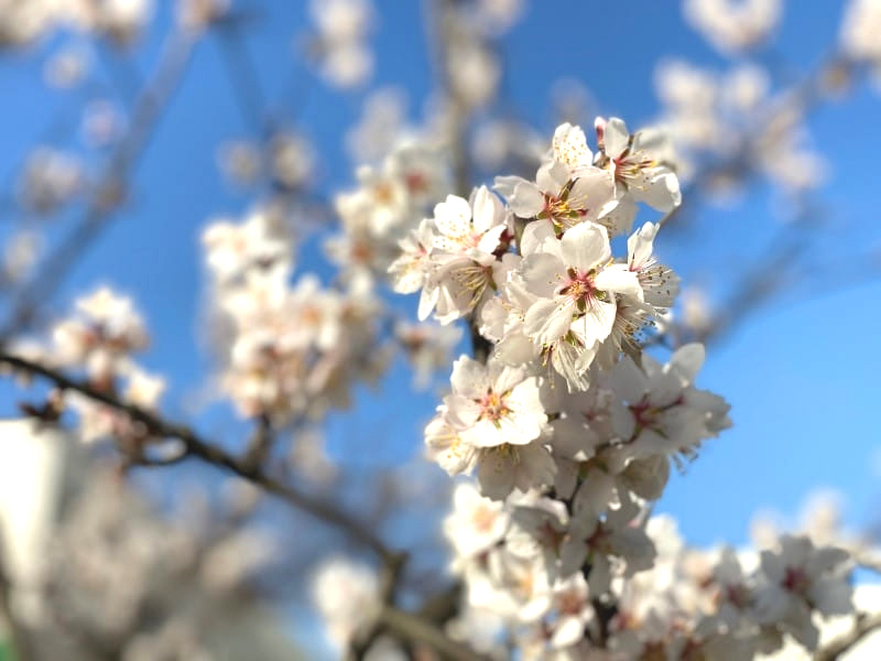 アーモンドの花画像