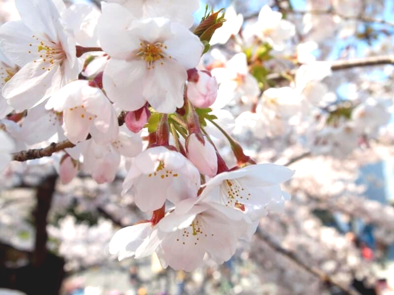 桜の花画像