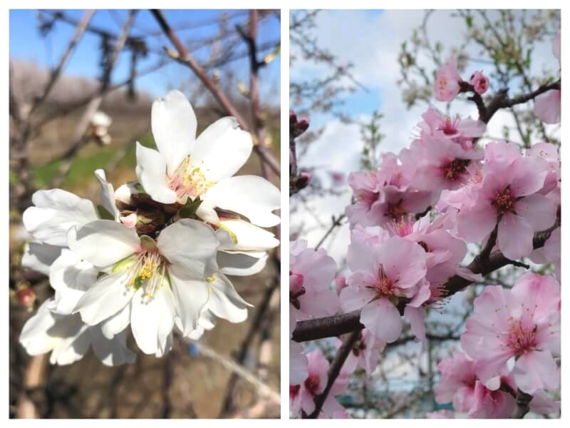 アーモンドの花　色比較