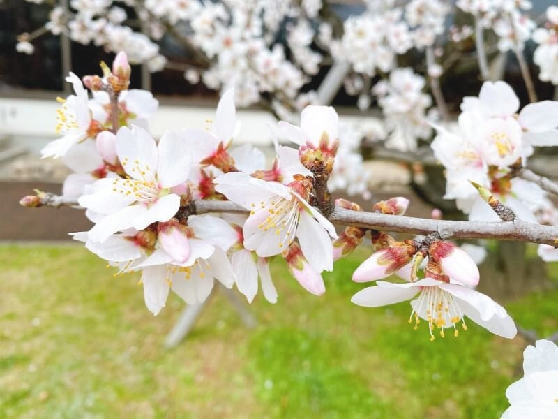 アーモンドの花画像