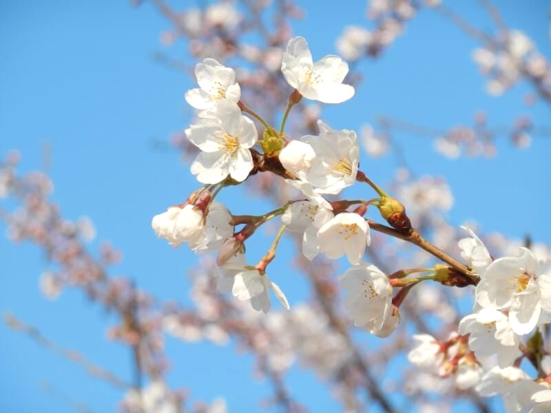 桜の花画像