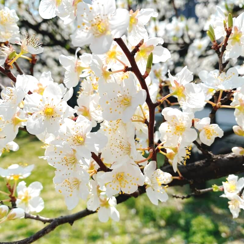 スモモの花